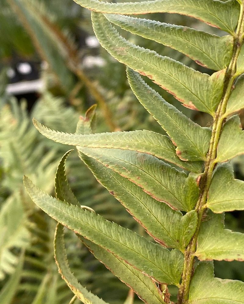 Western Sword Fern