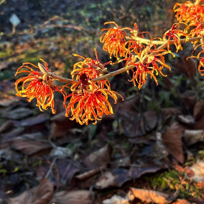 Witch Hazel