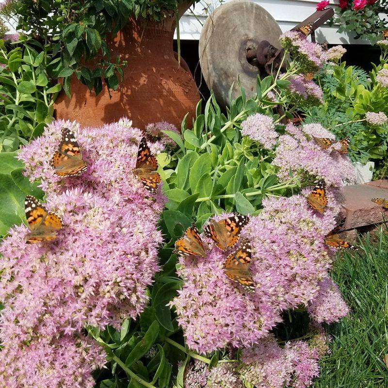 Sedum 'Autumn Joy' Attracting Pollinators