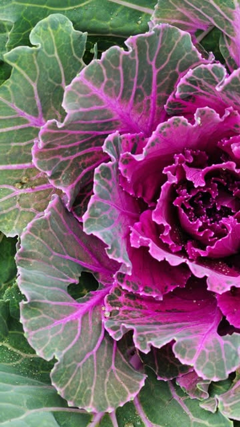 Ornamental Kale