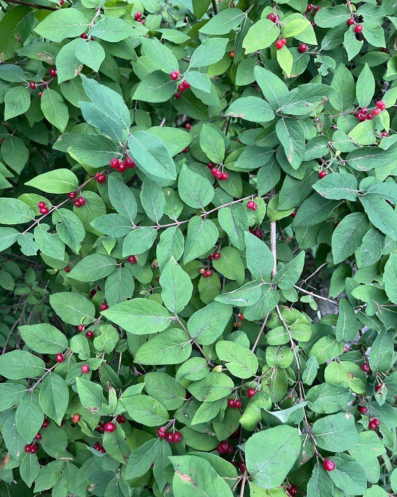 Amur Honeysuckle
