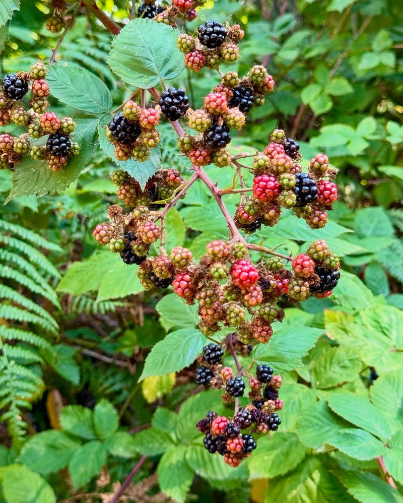 Himalayan Blackberry
