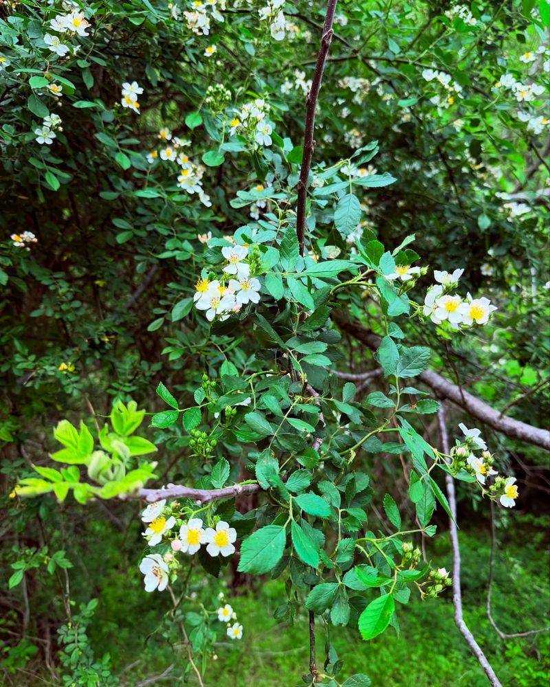 Multiflora Rose Runs Wild