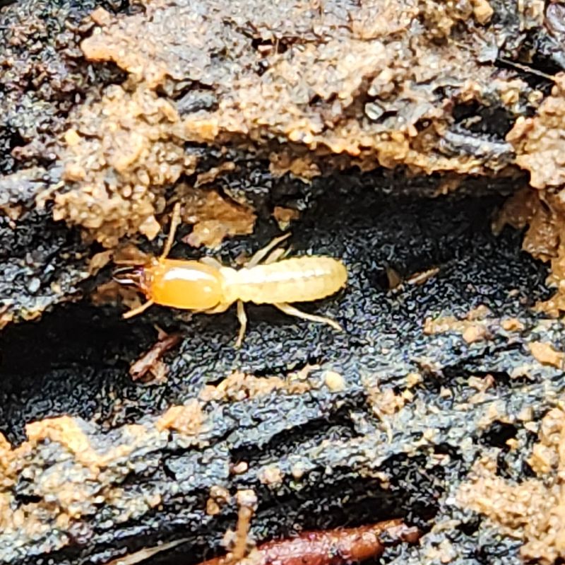 Termite Home Wreckers