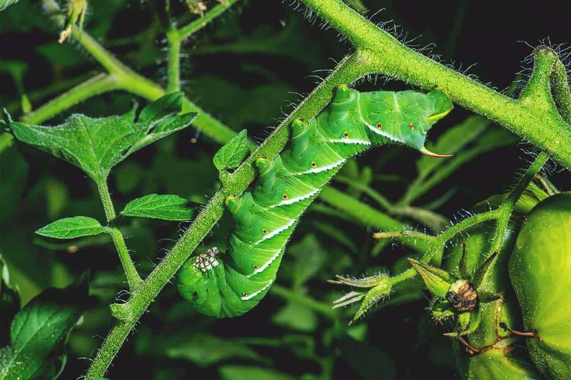 Tomato Hornworms Decimating Nightshade Vegetables