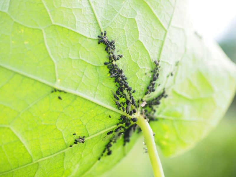 Aphids On Tender Leaves