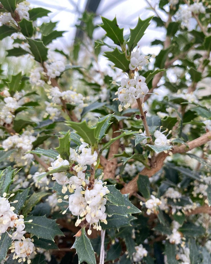 Sweet Olive