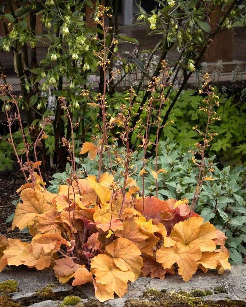 Heuchera 'Caramel'