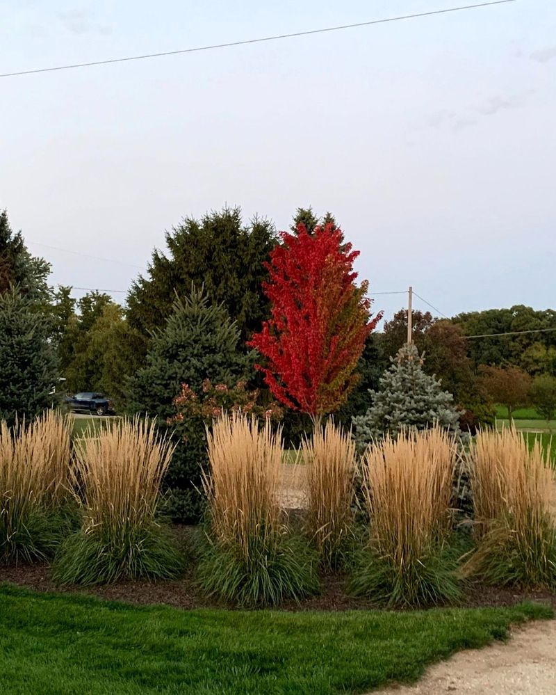 Feather Reed Grass 'Karl Foerster'