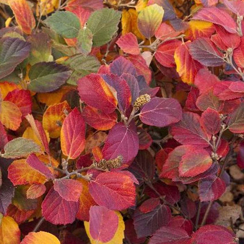 Fothergilla