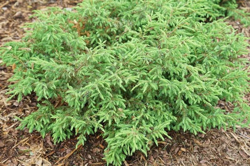 Juniper