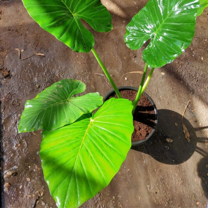 Elephant Ear