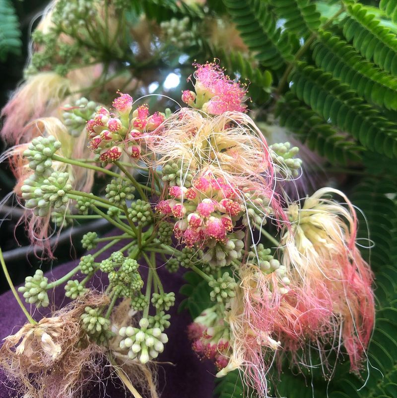 Mimosa Tree: Silk Beauty With A Sinister Side