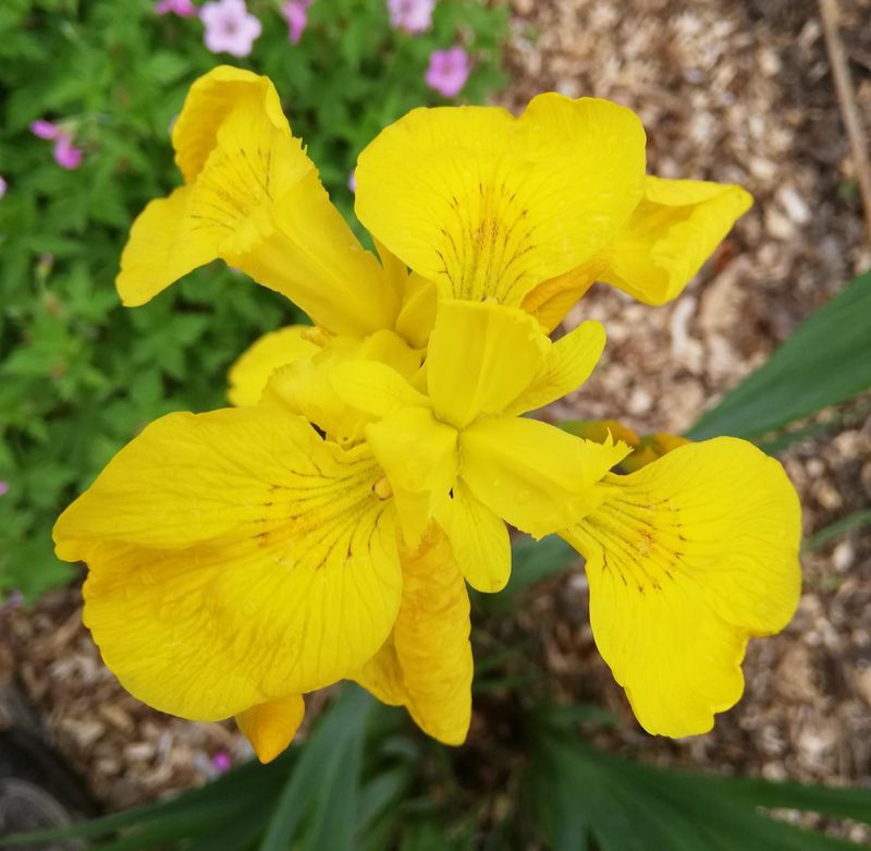 Yellow Flag Iris
