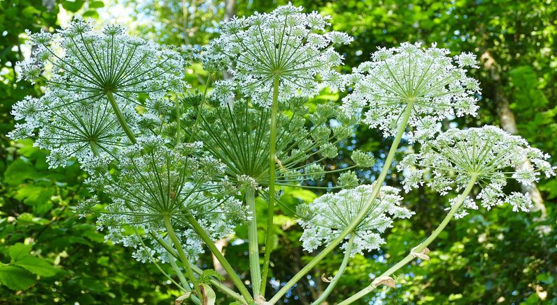 Giant Hogweed: The Dangerous Beauty