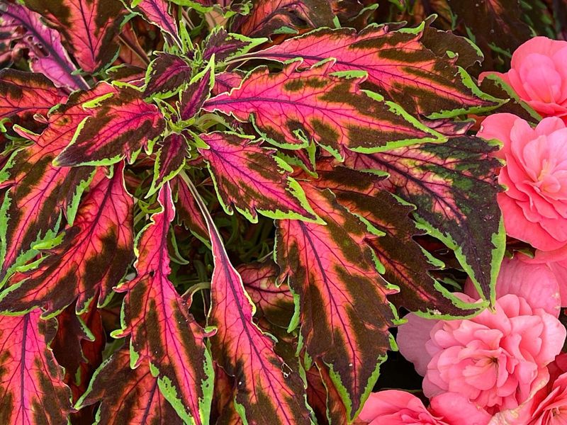 Coleus