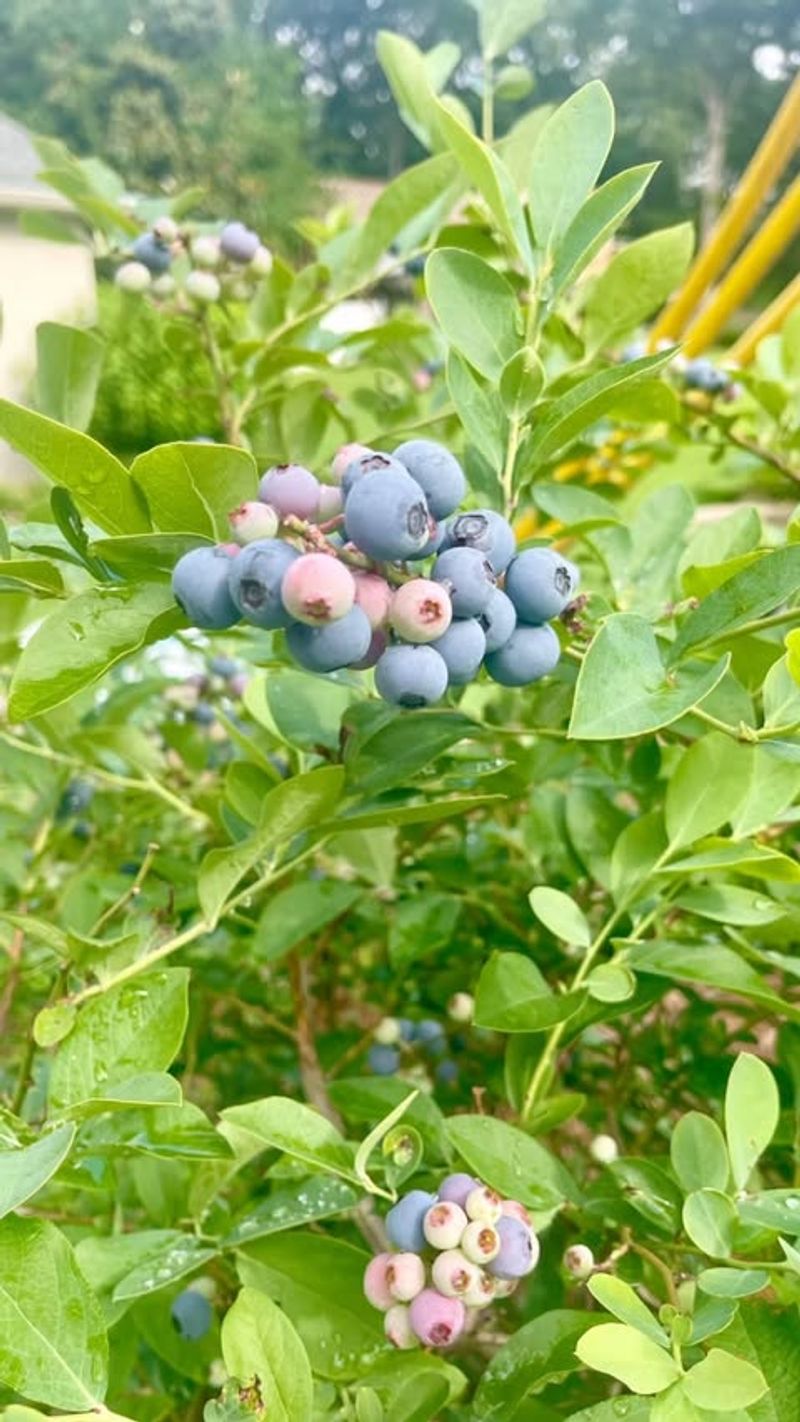 Blueberry Bushes