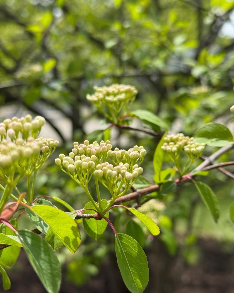 Viburnum