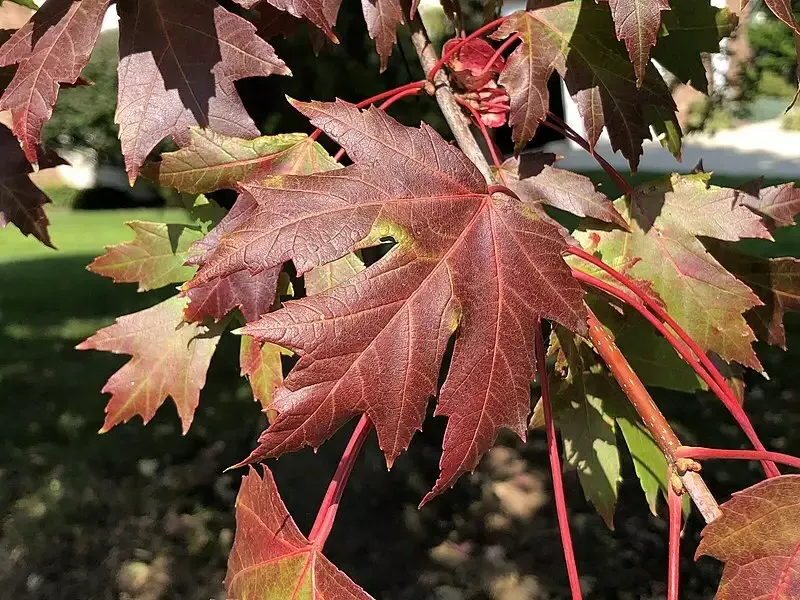 Freeman Maple (Acer × freemanii)