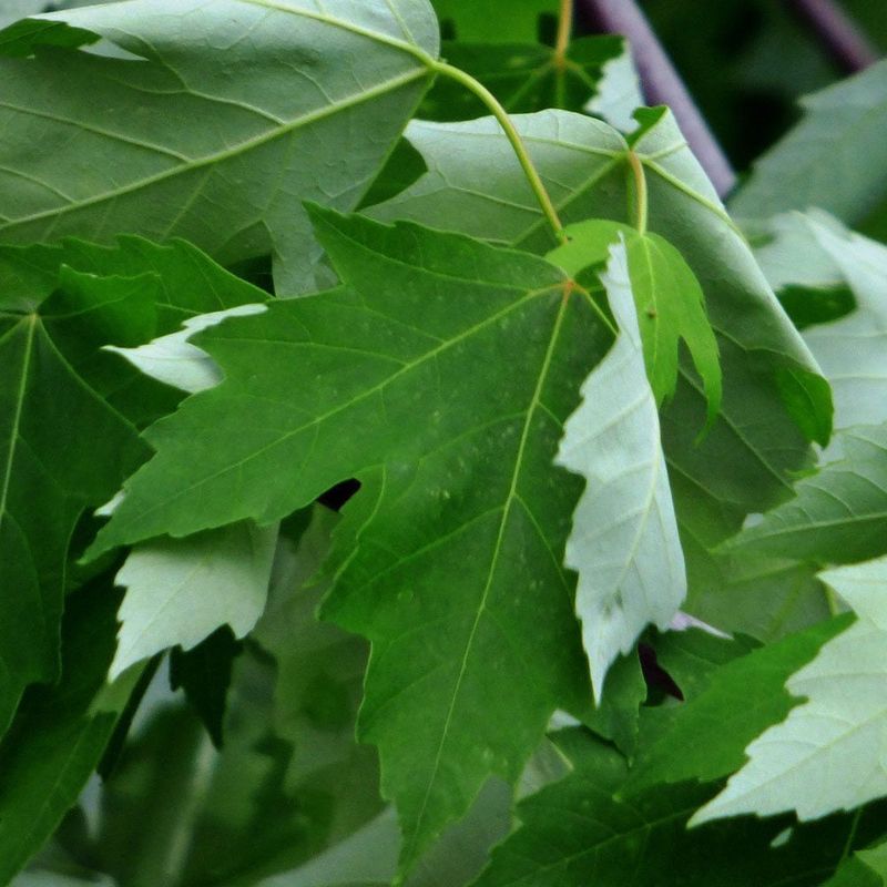 Silver Maple: The Shimmering Giant