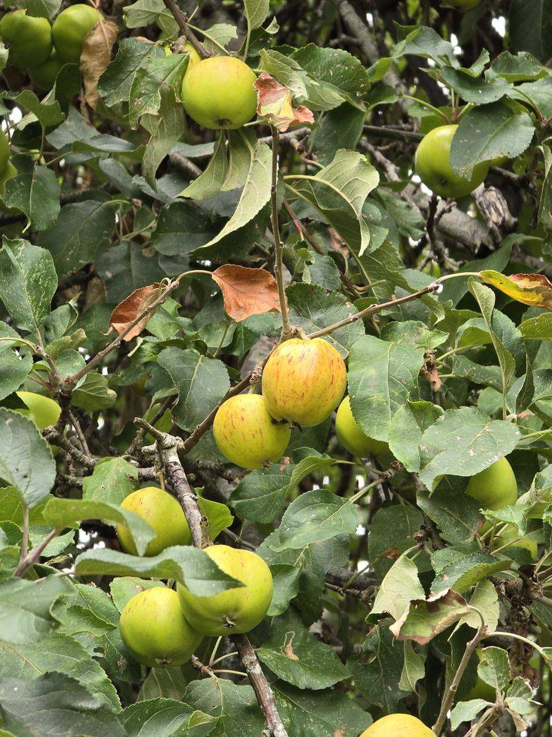 Certain Apple Varieties (Granny Smith, Braeburn)