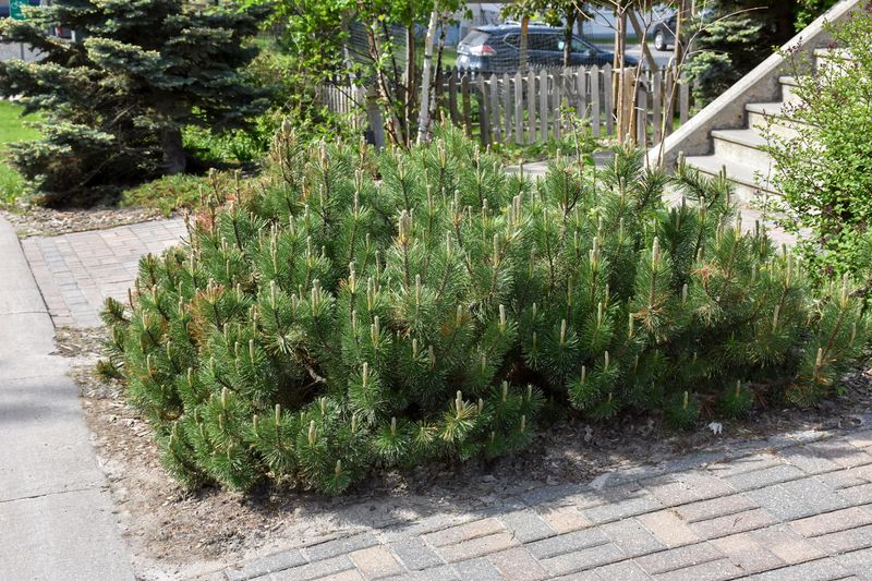 Mugo Pine (Pinus mugo)