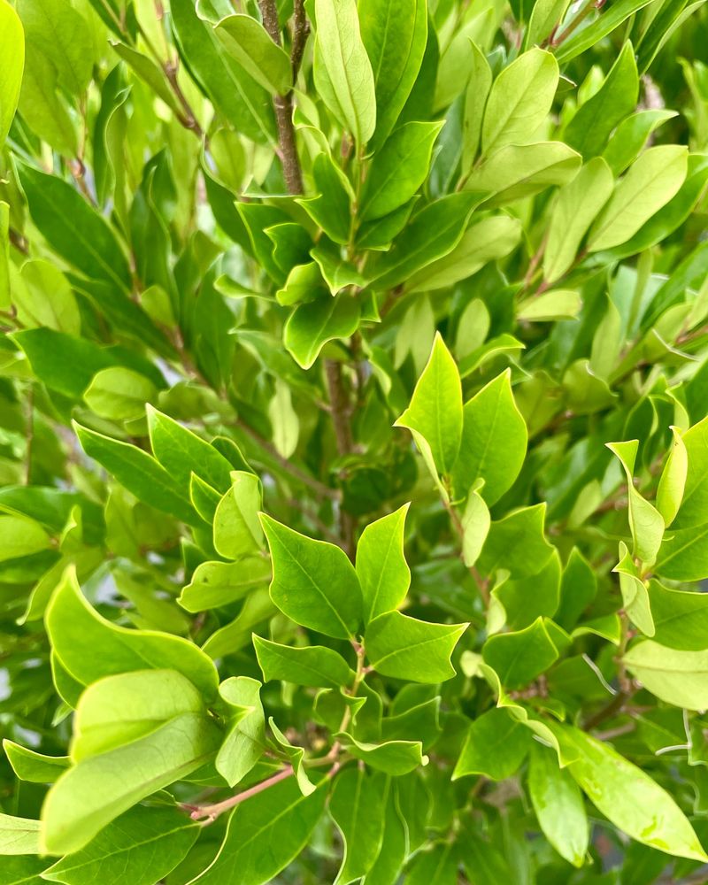 Cherry Laurel: Cyanide Producer
