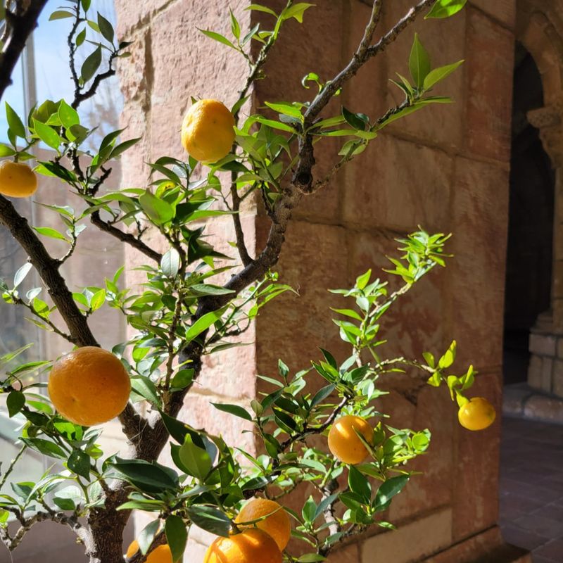 Citrus Trees