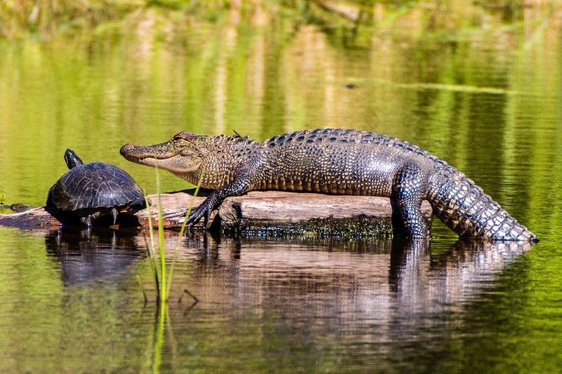 Alligators: Prehistoric Neighbors