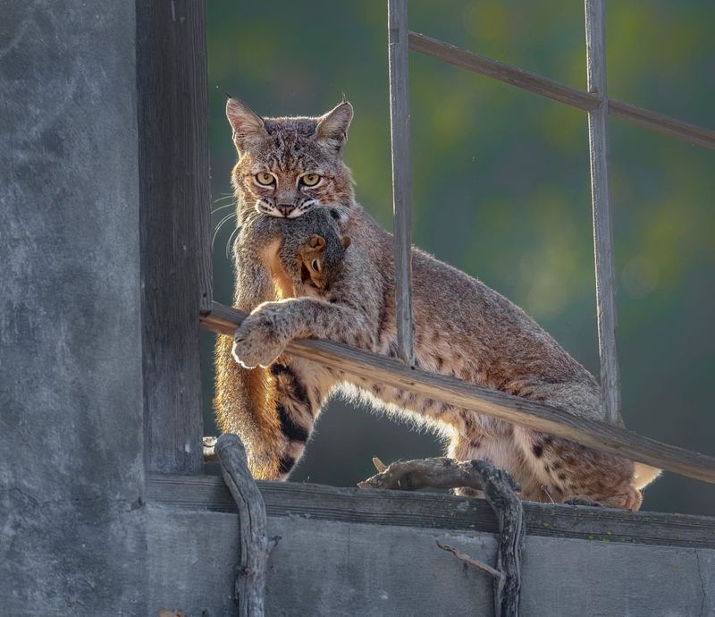 Bobcats: Elusive Urban Hunters