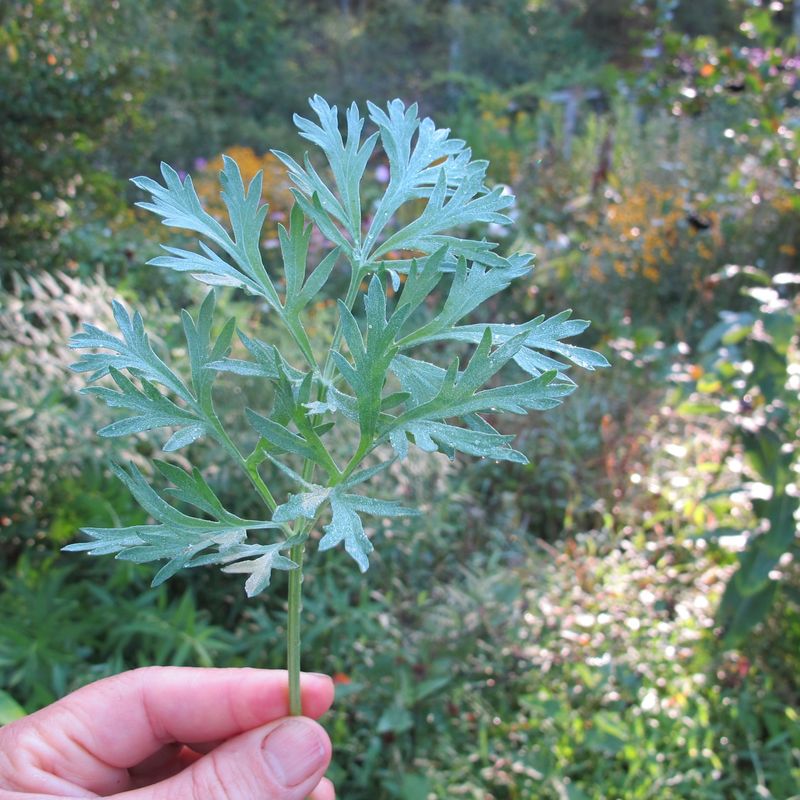 Artemisia (Wormwood)