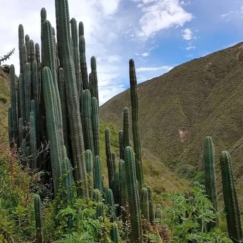 San Pedro Cactus