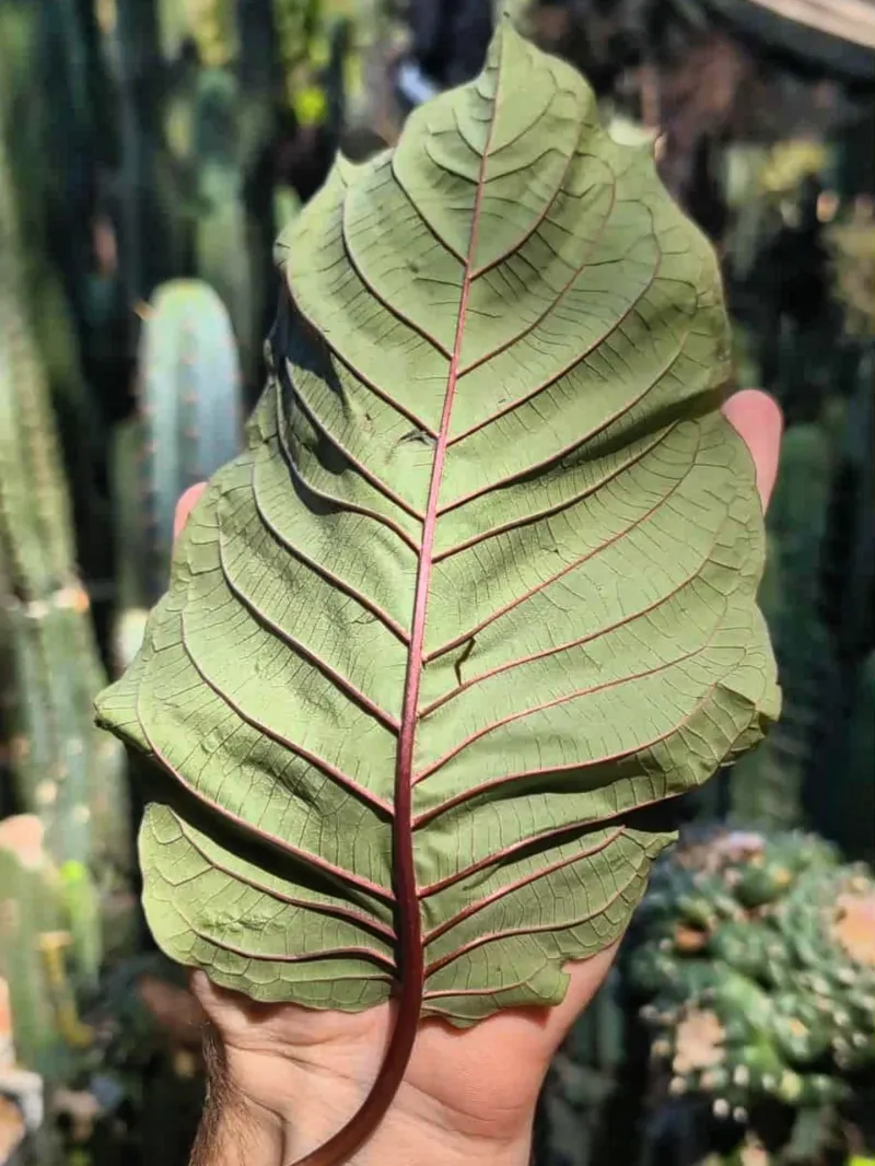 Kratom