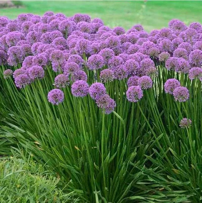 Ornamental Alliums