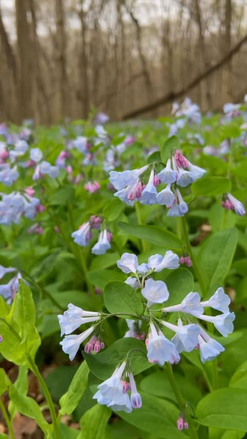 Virginia Bluebells