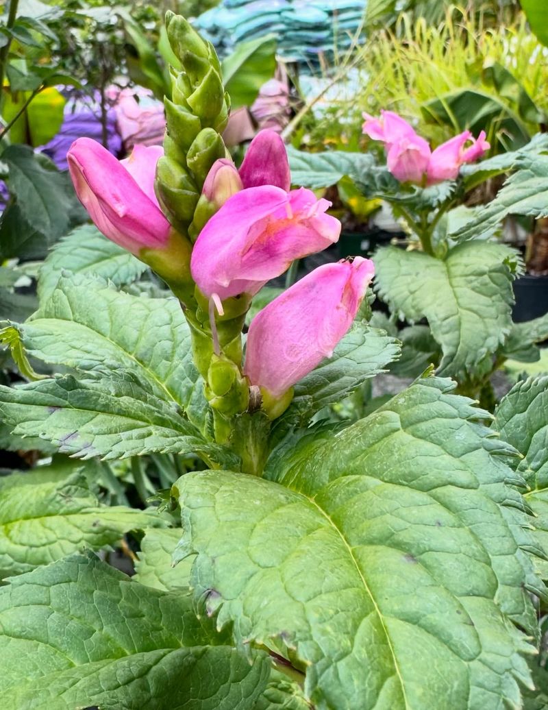 Turtlehead