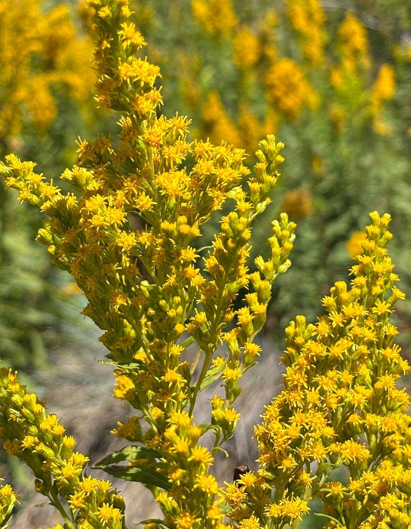 Goldenrod (Solidago rugosa 'Fireworks')