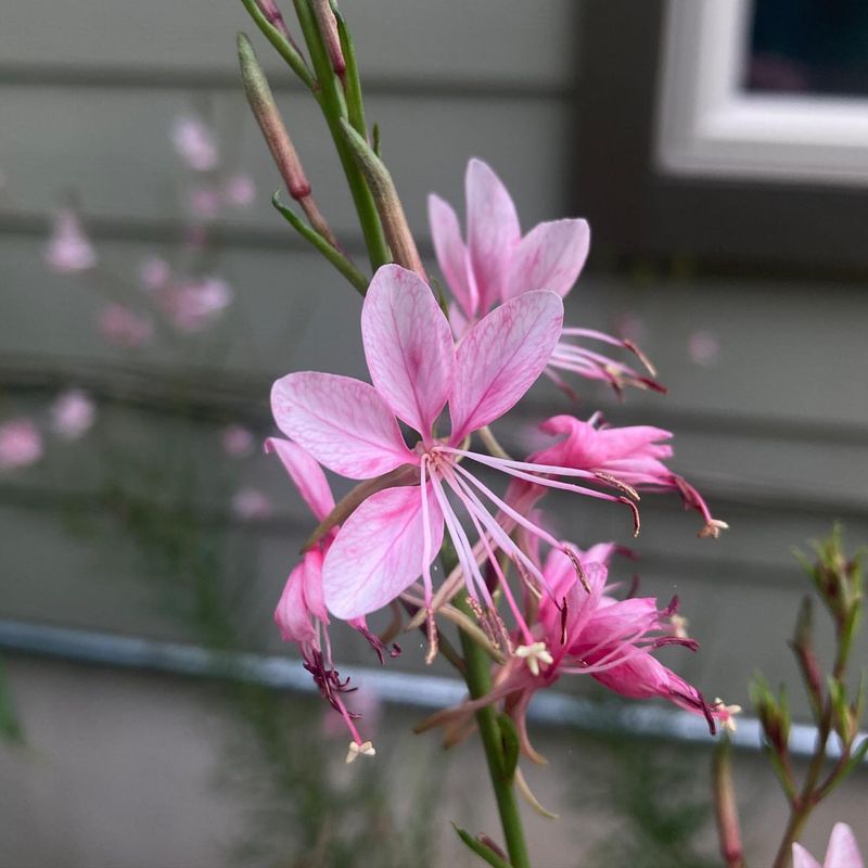 Gaura (Gaura lindheimeri)