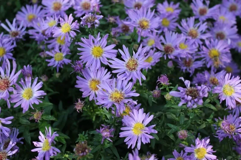 New York Asters Create Pollinator Paradise