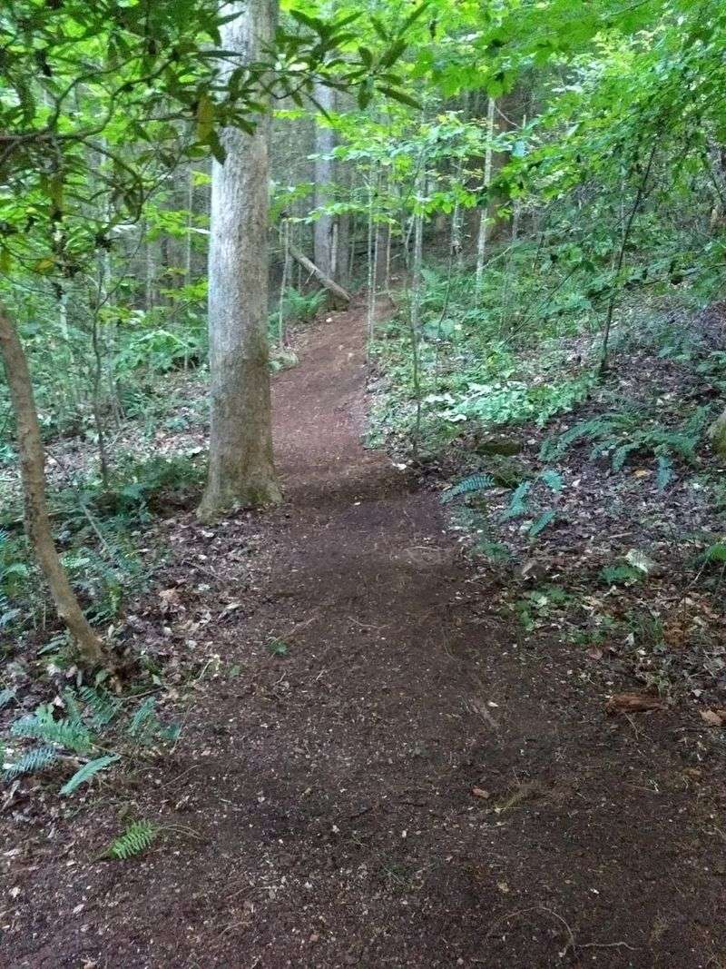 Greenbo Lake's Fern Forest Trail