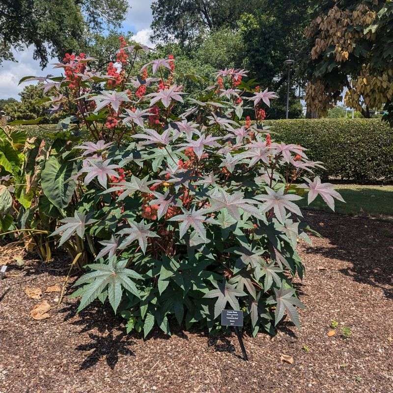 Castor Bean Plant