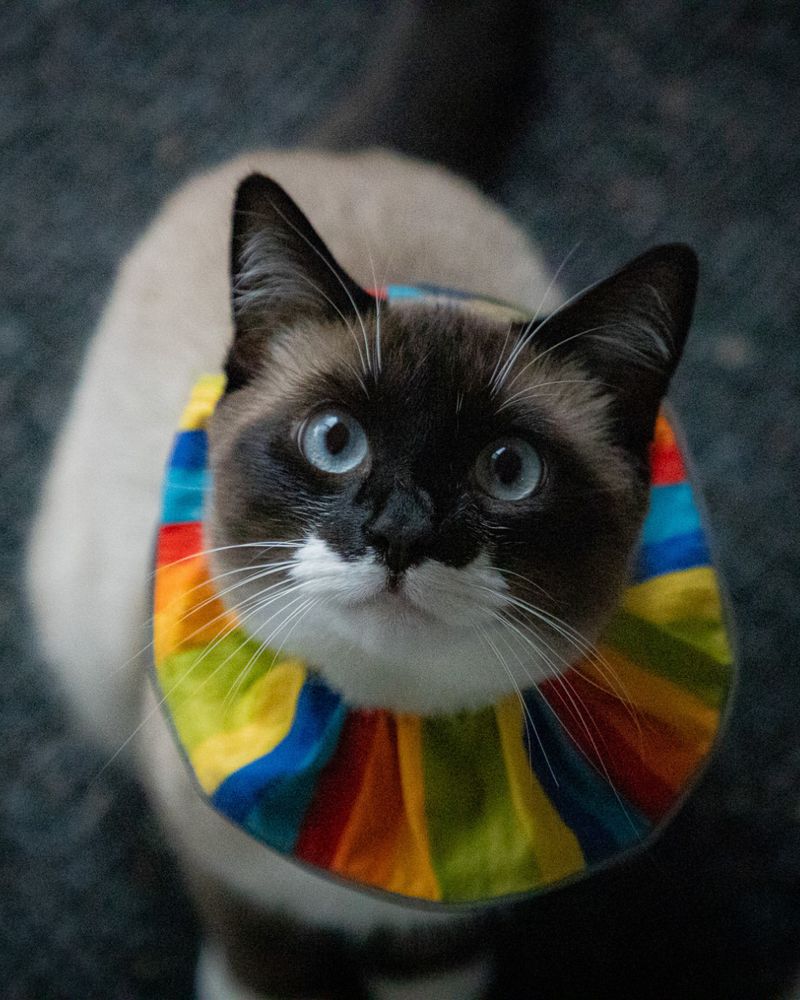 Keep Cats Indoors