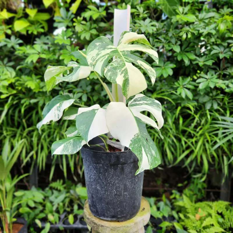Monstera Albo Borsigiana: The White-Splashed Wonder