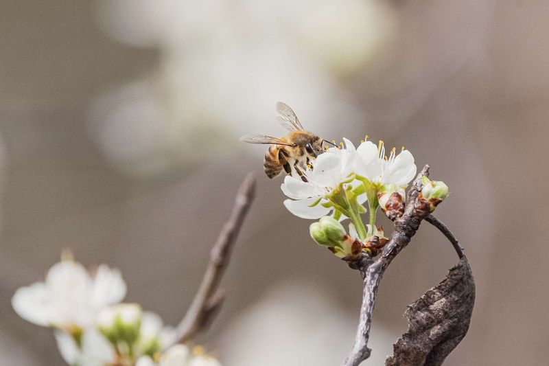 Nectar Bonanza For Hungry Honeybees