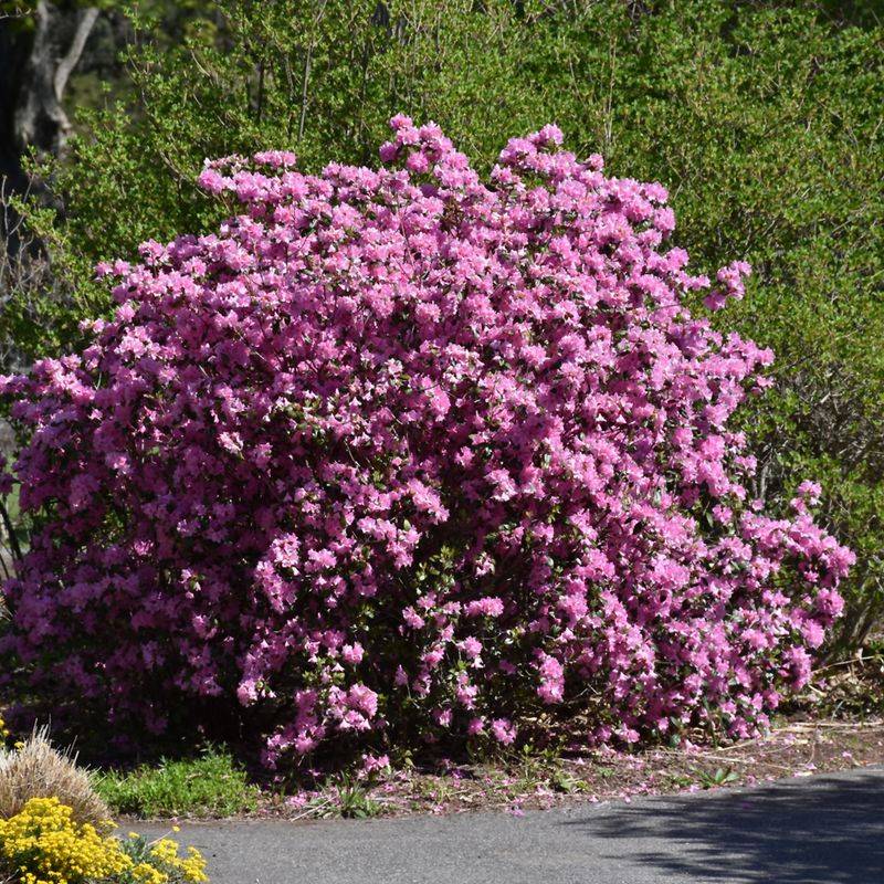 Rhododendron (PJM Hybrids)