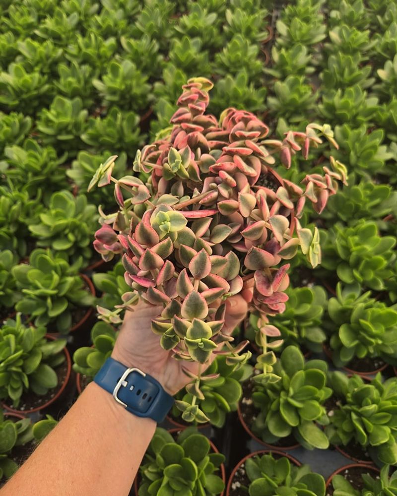 Crassula 'Calico Kitten'