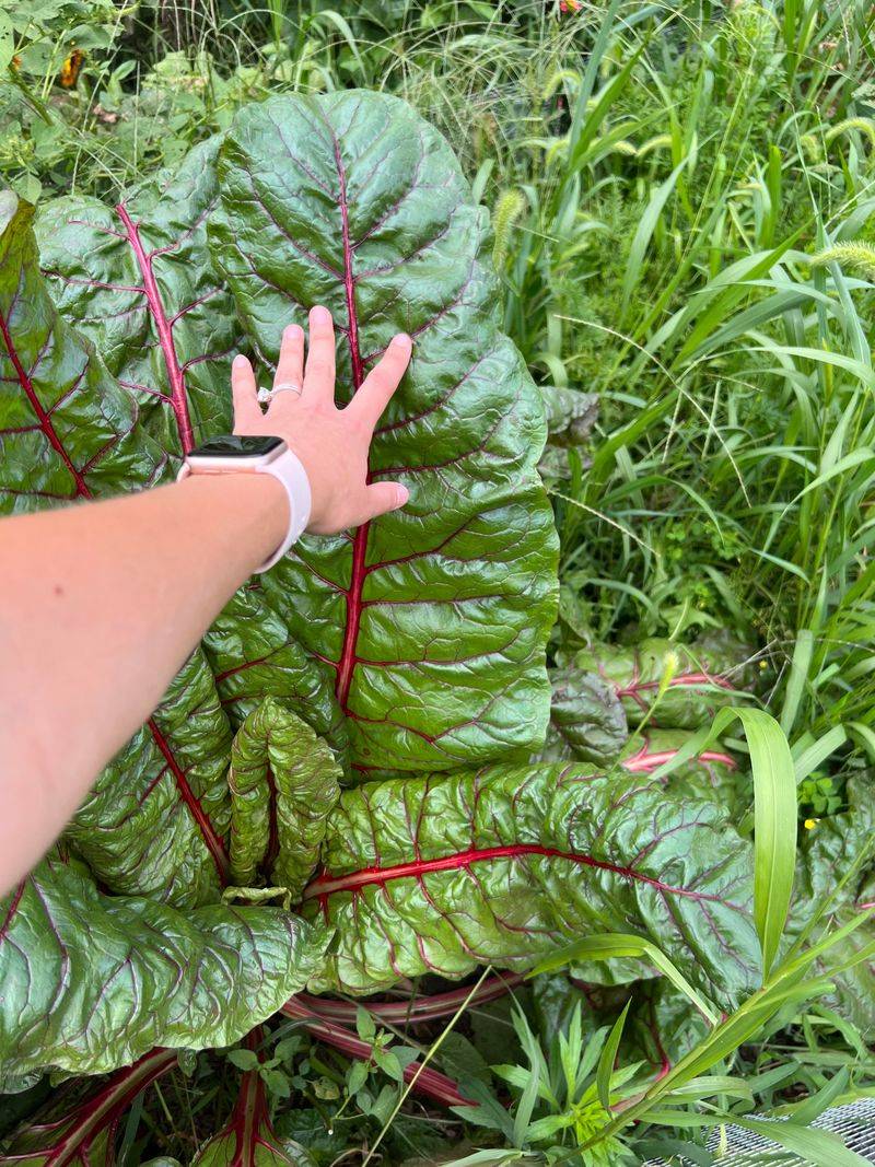 Swiss Chard