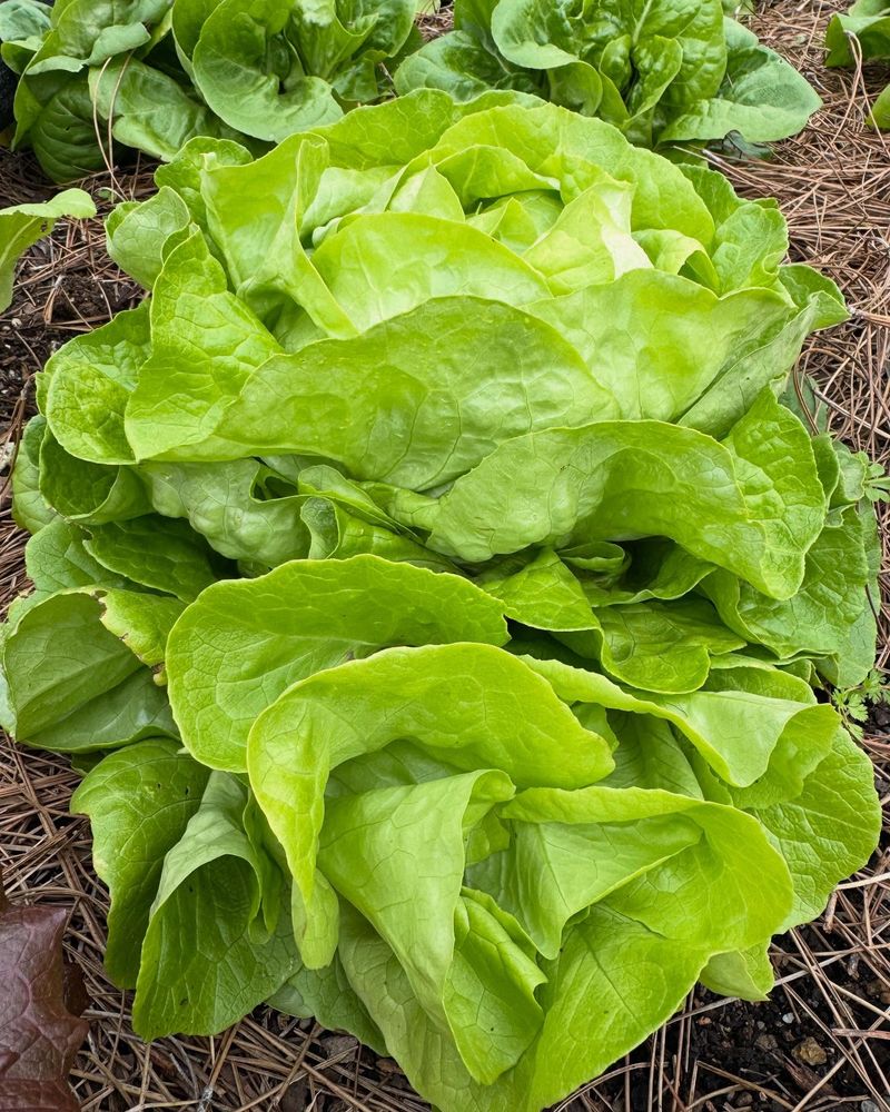 Lettuce