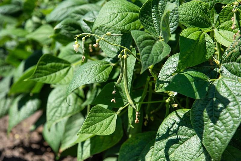 Green Beans