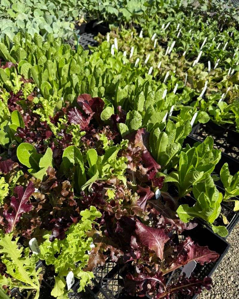 Lettuce